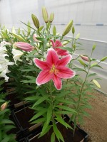 [4283 Joop VWS No01.JPG]